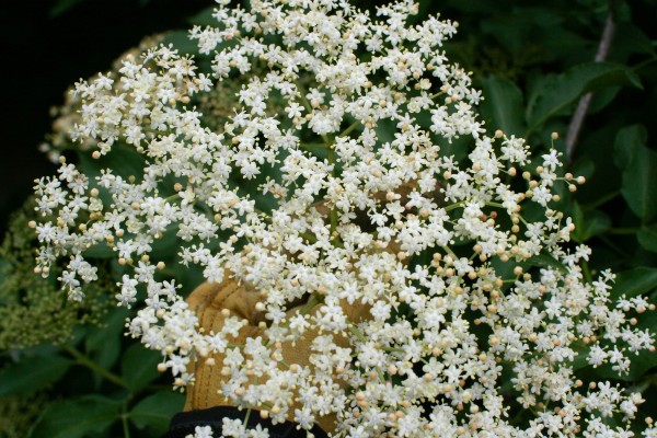 ElderFlower